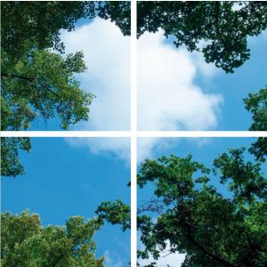 Fotoprintsky med skov - sæt med 4 akrylplader med print, til 60x60 cm LED-paneler