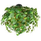 Grøn plafond design, Urwa